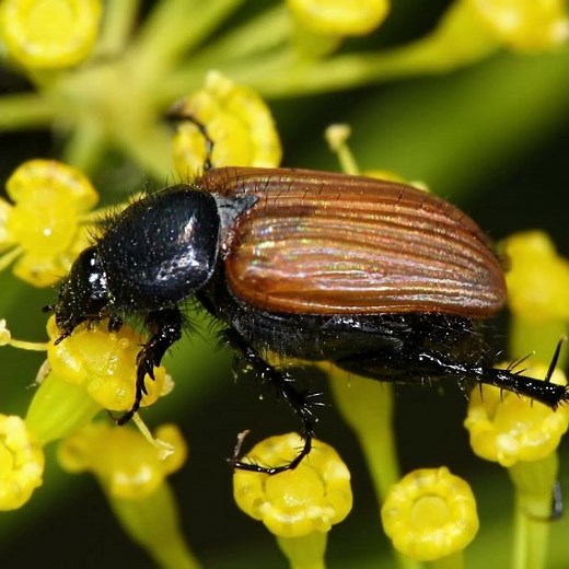 [WILDLIFE FACTS] Little June bugs are named after the month of June