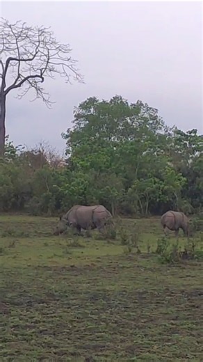 🦏 Rhino Safari in Kaziranga National Park