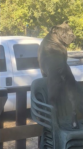 chulo perro con @dianaescobar4386