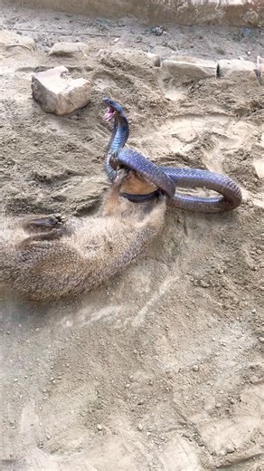 Deadly fight mongoose vs cobra