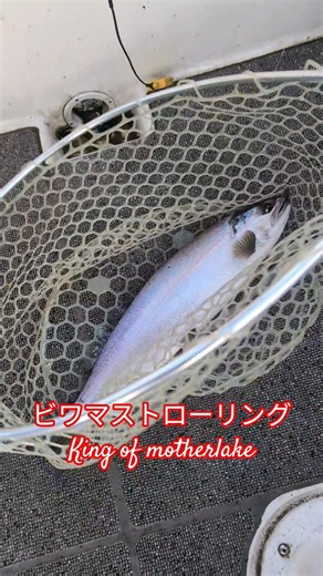 良型ビワマス連発！琵琶湖トローリングが熱い🎣