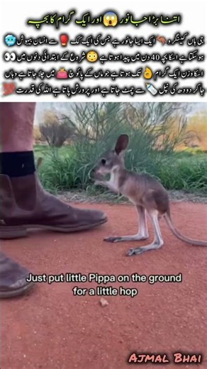 Baby Kangaroo 🦘 | Amazing Wildlife Animal #kangaroo #naturefacts #nature #wildlife #shorts