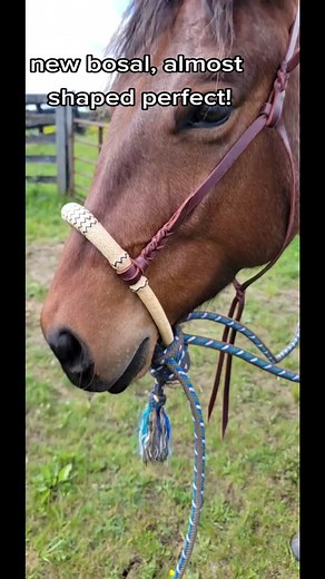 Bosal Bridle Horse Training: Shaping Progress Update