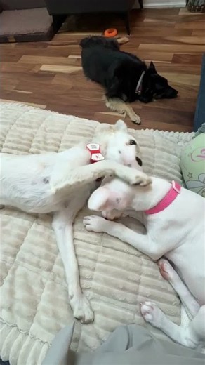 Wendy with another pupper