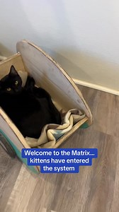 We chose the red pill and ended up with Matrix and her kittens 🕶️💊 Meet Neo, Trinity, Morpheus, Mouse, Tank, and Dozer — playful, social, toy-obsessed, scratcher-loving kittens raised with people, cats, and dogs. Mom Matrix is officially retired from motherhood and ready for her forever home too. All are indoor-only, litter box trained, fully vetted (kittens will be spayed/neutered prior to adoption), and accepting applications now. The system is ready… are you? https://www.shelterluv.com/matc