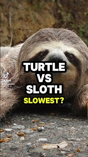 Turtle vs. Sloth #turtle #sloth #race