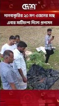 মঠবাড়িয়ায় ২০ মণ ওজনের দানবাকৃতির খটক মাছ জব্দ করে মাটিচাপা দিলো উপজেলা প্রশাসন #fish #deshtv