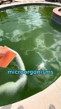 Comparison of swimming pool cleaning before and after #funfacts #funknowledge #funny