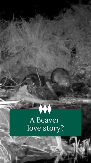Have Mapperton’s new beavers found Love, Actually? 🦫 Chip and Willow arrived just before Christmas and, as with all things in nature, nothing can be forced - especially love! On Christmas Day, our trail cameras captured them together for the first time 💚 A significant milestone for our beaver project and who knows what may follow… little kits perhaps? 👀 #beaverreintroduction #rewildingbritain #britishwildlife | Mapperton House, Gardens & Wildlands