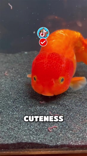 Gold Fish! 🐟 #goldfish #cute #animals #tik_tok #fyp