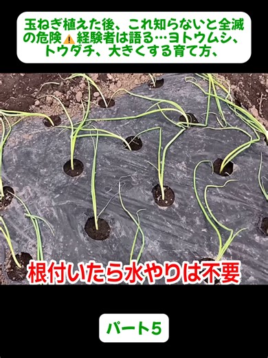 玉ねぎ植えた後、これ知らないと全滅の危険⚠️経験者は語る…ヨトウムシ、トウダチ、大きくする育て方、5#さつまいも #家庭菜園 #スーパーの野菜 #植えてみた #野菜栽培 #農ある暮らし #成長記録 #実験的栽培
