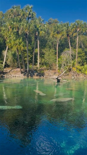 Blue Spring’s most iconic visitors have returned for the season, gliding through crystal-clear waters and reminding us why winter here is pure magic. ✨ | Blue Spring Adventures