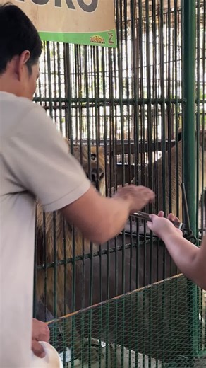 Lion feeding #zoobicsafari #fyp #foryoupage #lion