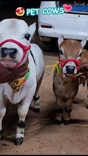 43K reactions · 399 shares | Moo-ve Over, Big Cows! Meet the...