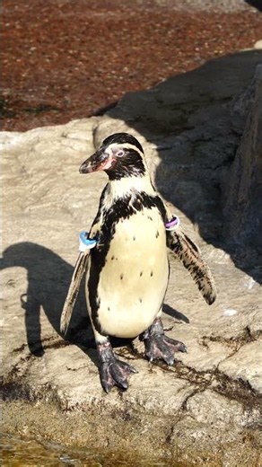 ペンギンの集団での移動 / Group Migration