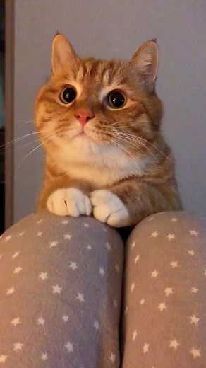 Adorable Big Orange Cat Moments