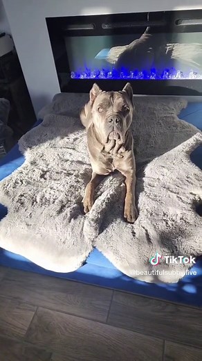 Subrina Lucia on TikTok