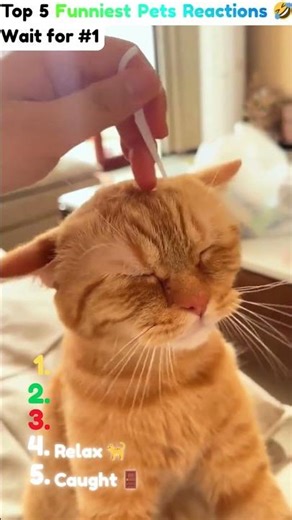 Top 5 Funniest Pet Reactions! 😂 Wait for #1 #shorts #funnyanimals
