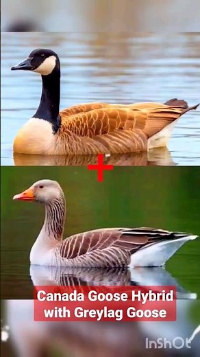 Canada Goose Hybrid with Greylag Goose