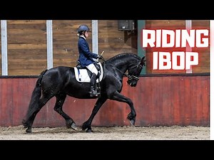 A perfect score! A lot of work for those few minutes to ride IBOP | Friesian Horses