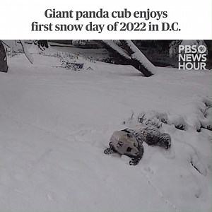 203K views · 10K reactions | The giant panda cub at the Smithsonian...