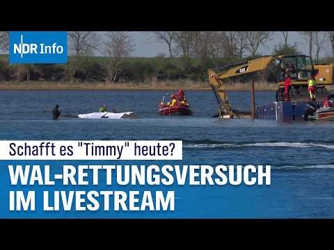 Live von der Ostsee: Spülen und Saugen am Wal - Rettungsversuch im Video | NDR Info