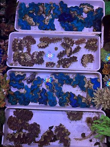 16 reactions | Every reef needs a clam  These Maxima Clams and...