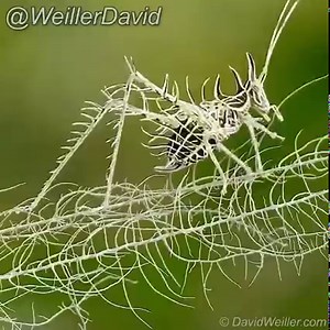 Lichen Katydid (Markia Hystrix), video taken by David Weiller | Macro Micro World