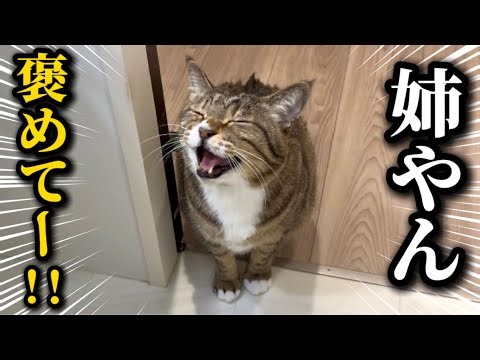 When I welcomed my former boss cat into my family, he became a reporting addict who kept coming b...