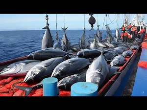 Cod fishing in frozen waters, fishermen catch cod with long lines on giant fishing boats