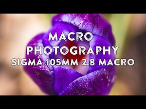 Macro Photography With Sigma 105mm f/2.8 EX OS HSM Macro Lens