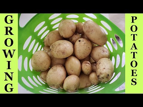 Growing Yukon Gold Potatoes In Raised Beds