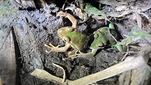 It's frog-eat-frog in the amphibian dating game, study reveals