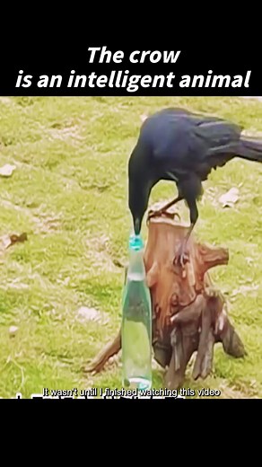 The crow is an intelligent animal #loveanimals #loveanimals❤️🐾 #animal #protectin #crow