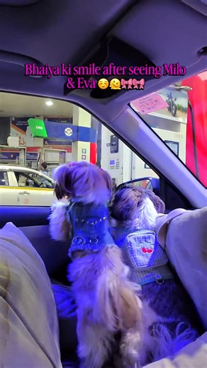 Milo & Eva on Instagram: "Pookie Bhaiya Spotted 🎀🎀🎀 #shihtzu #cute #funny #relatable #feed #ɪɴsᴛᴀɢᴏᴏᴅ #rayban #meta"