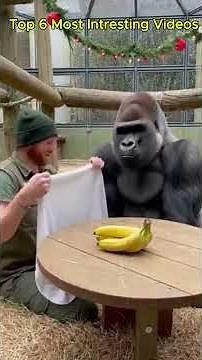 Gorilla Mimics Crying Woman... Gorilla Reaction is Priceless! 😂