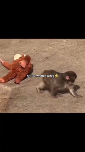 Monkey's Heartwarming Hug Request