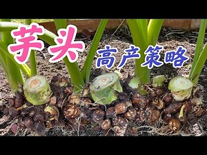 Taro planting strategies for high yield. Removing side shoots is the key to high yield