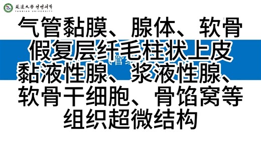 【透射电镜超微结构56】气管黏膜、腺体、软骨、假复层纤毛柱状上皮、黏液性腺、浆液性腺、 软骨干细胞、骨馅窝等组织超微结构