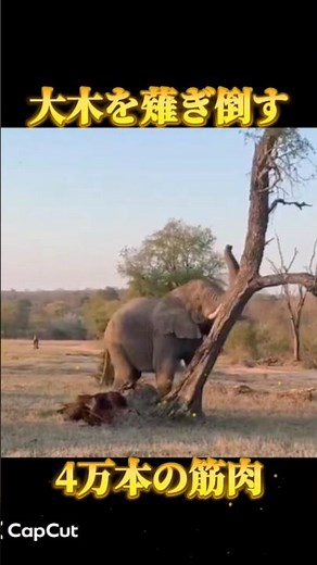 【世界最大】陸の王者アフリカゾウの驚くべき生態 #動物 #野生動物 #ゾウ #アフリカゾウ #世界最大 #shorts #雑学