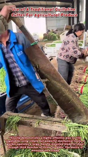 Use of A Traditional Guillotine Cutter For Agricultural Produce