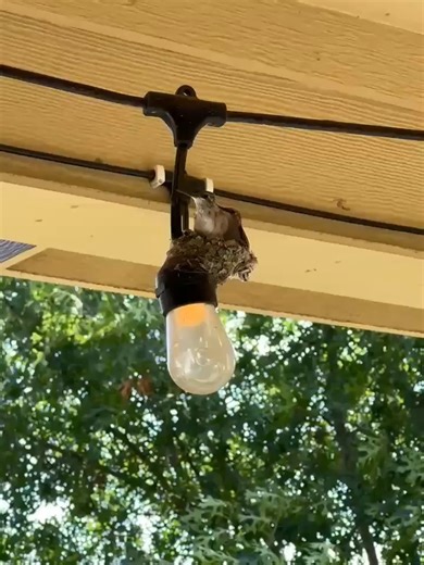 134K views · 5.3K reactions | SPECIAL NESTING VIDEO!  By Sarah Hoffman Just some more of my love for hummingbirds. June 16, 2025 | Hummingbird-News | Facebook