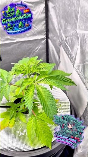 Day 28 Tropicana Cherry 🍀💪🏼 #dwc #marshydro
