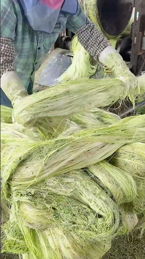 Handmade Sisal Fiber Production Process from Agave Leaves