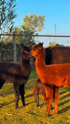 TOSEO Api & Alpaca Salento | Dopo giorni di pioggia … finalmente il 🌞! E allora tutti a sgambettare felici … tutti tranne 1 🤦 E niente , alla fine del video... | Instagram