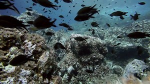 1 minute Mediterranean underwater.