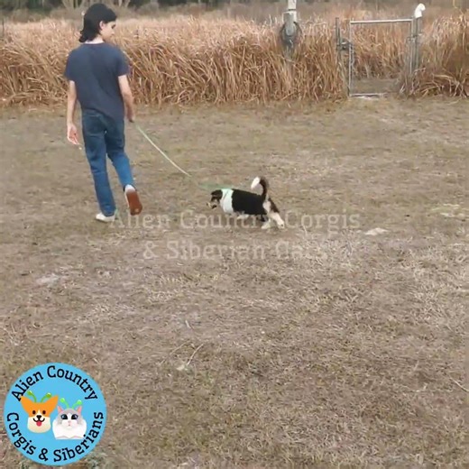 🐉Master Po Practices Leash Fun | Organic Pembrokes w Tails by Alien Country Corgis & Siberians