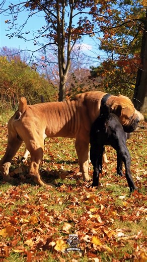 87K views · 601 reactions | Boerboel Holds Command Over Two Powerful Black Dogs #wednesday #wednesdayvibes #feature #mastiff #dogs #boerboel #boerboelsofinstagram #southafricanboerboel #boerboels #boerboelpuppy #boerboellove #boerboelmastiff #boerboellife #boerboelmoments #boerboelfans #boerboelofinstagram #boerboelinstagram #boerboellovers #boerboellife #photooftheday #instaboerboel #instagood | Boerboel Breeders Ohio | Facebook