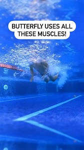 26K views · 880 reactions | Swimming is a full body workout! Check out which muscles butterfly uses  | MySwimPro | Facebook