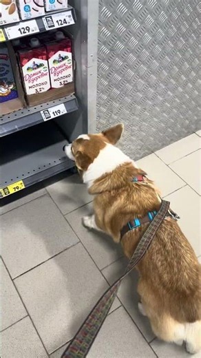 Captain Jack Sparrow #dog #corgi #corgi